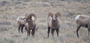 Big Horn Sheep Rams