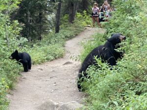 Hikers photographing a black bear and her cub on the trail