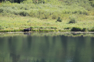 A Moose in a pond.