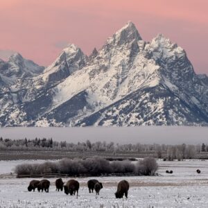 Bison grazing in snow, beneath Teton mountains bathed in morning light.