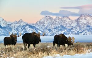 3 Moose browsing in front of a snowy mountain range