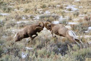 Two Bighorn Rams Butting heads