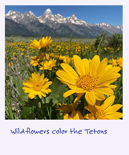a polaroid image of a yellow wildflowers in a field beneath the Teton mountains