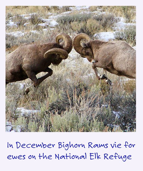 a polaroid image of two bighorn rams butting heads with the caption: In December bighorn rams vie for ewes on the National Elk Refuge