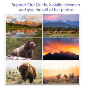 Great Yellowstone Images by Natalie Newman