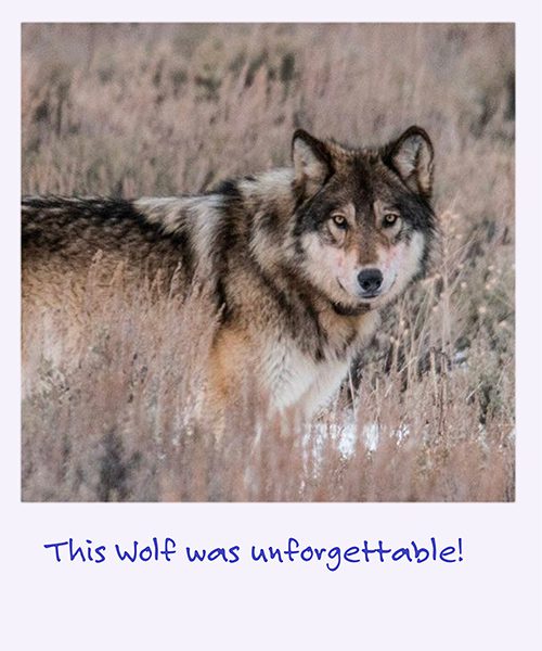 a polaroid image of wolf
