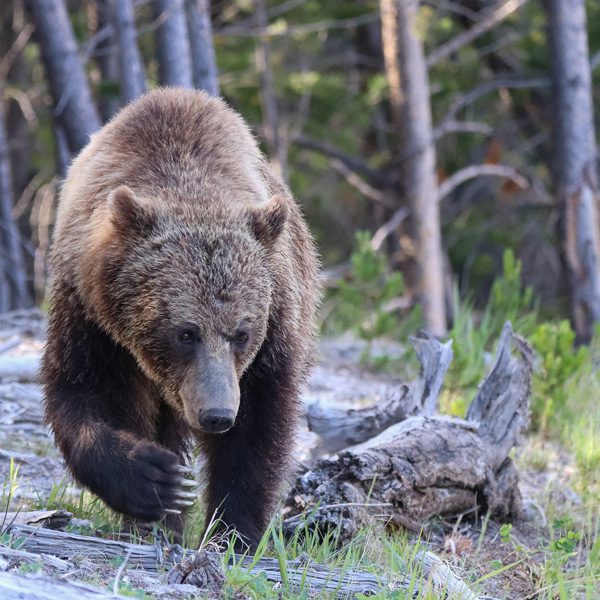Grizzly Bear in Yellowstone National Park
