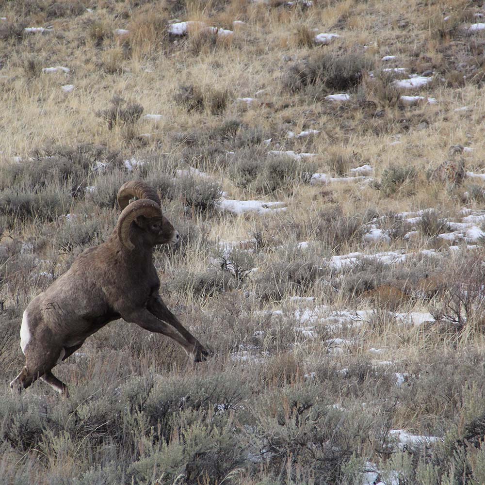 A bighorn ram about to butt heads with a rival