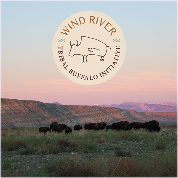 Wind River Tribal Buffalo Initiative logo over landscape with buffalo grazing.