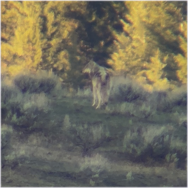 A wolf 1 mile away through a spotting scope