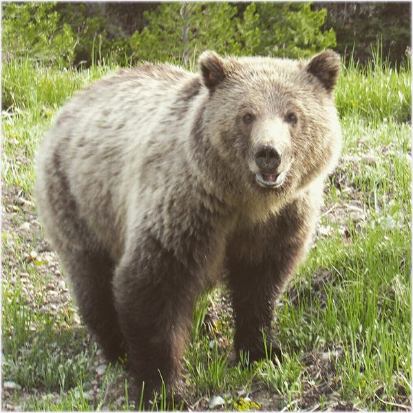 GrandTetonTourGrizzly Guides of Jackson Hole Grand Teton Grizzly known as Blondie for her light colored fur