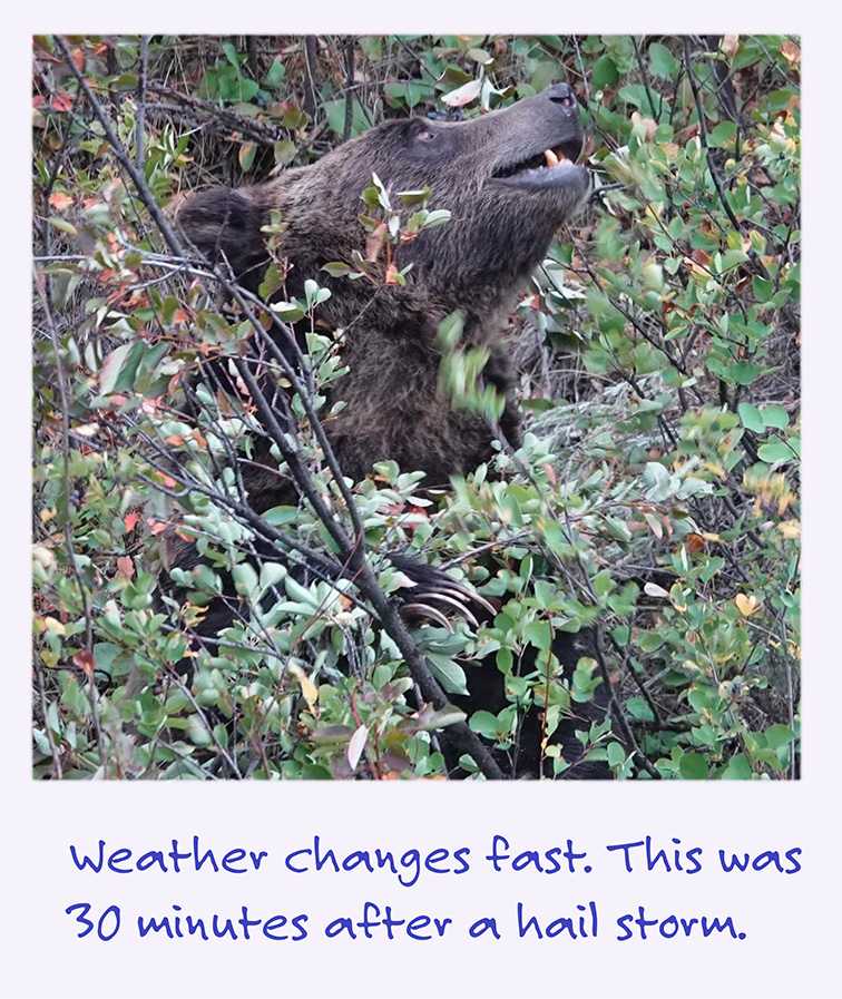 a polaroid image of a wet Grizzly the caption ‘Weather changes fast. This was 30 minutes after a hail storm.’