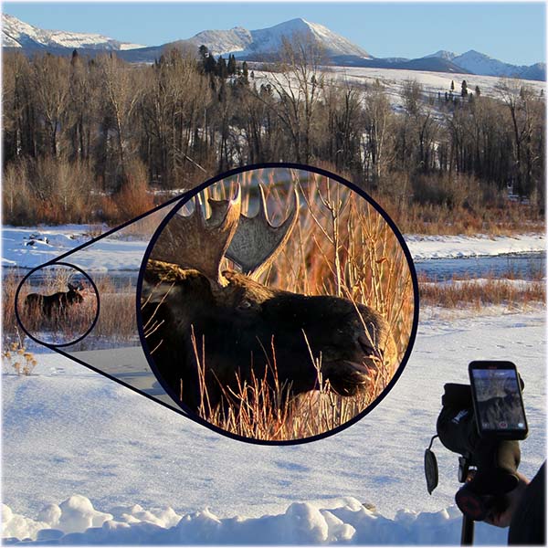 A family watching wildlife on a Guided tour in Grand Teton