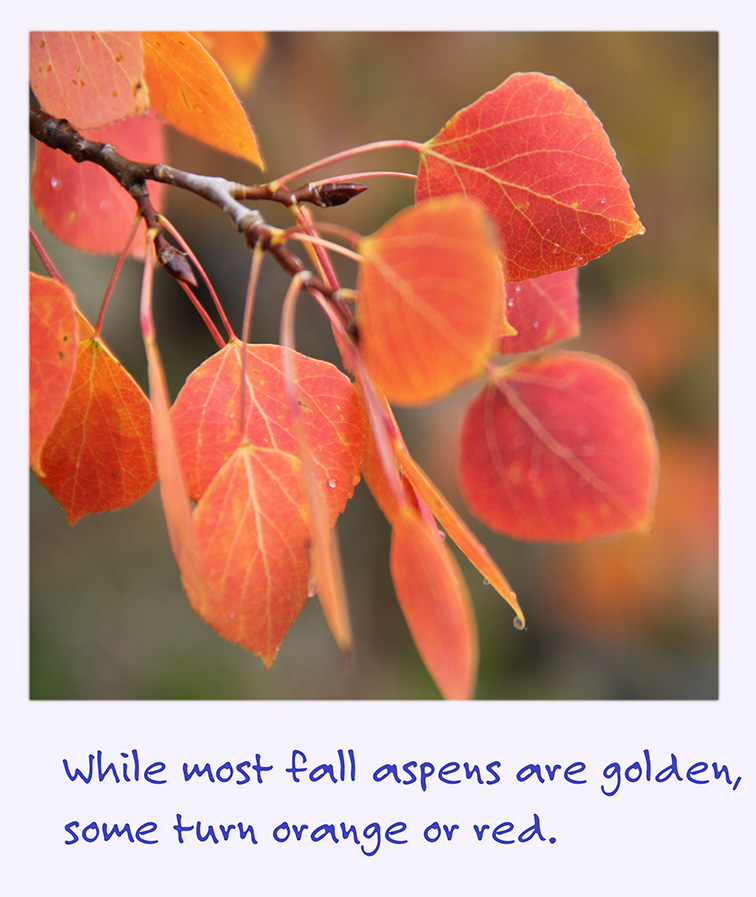 A polaroid image of fall aspen leaves the caption: While most fall aspens are golden, some turn orange or red.