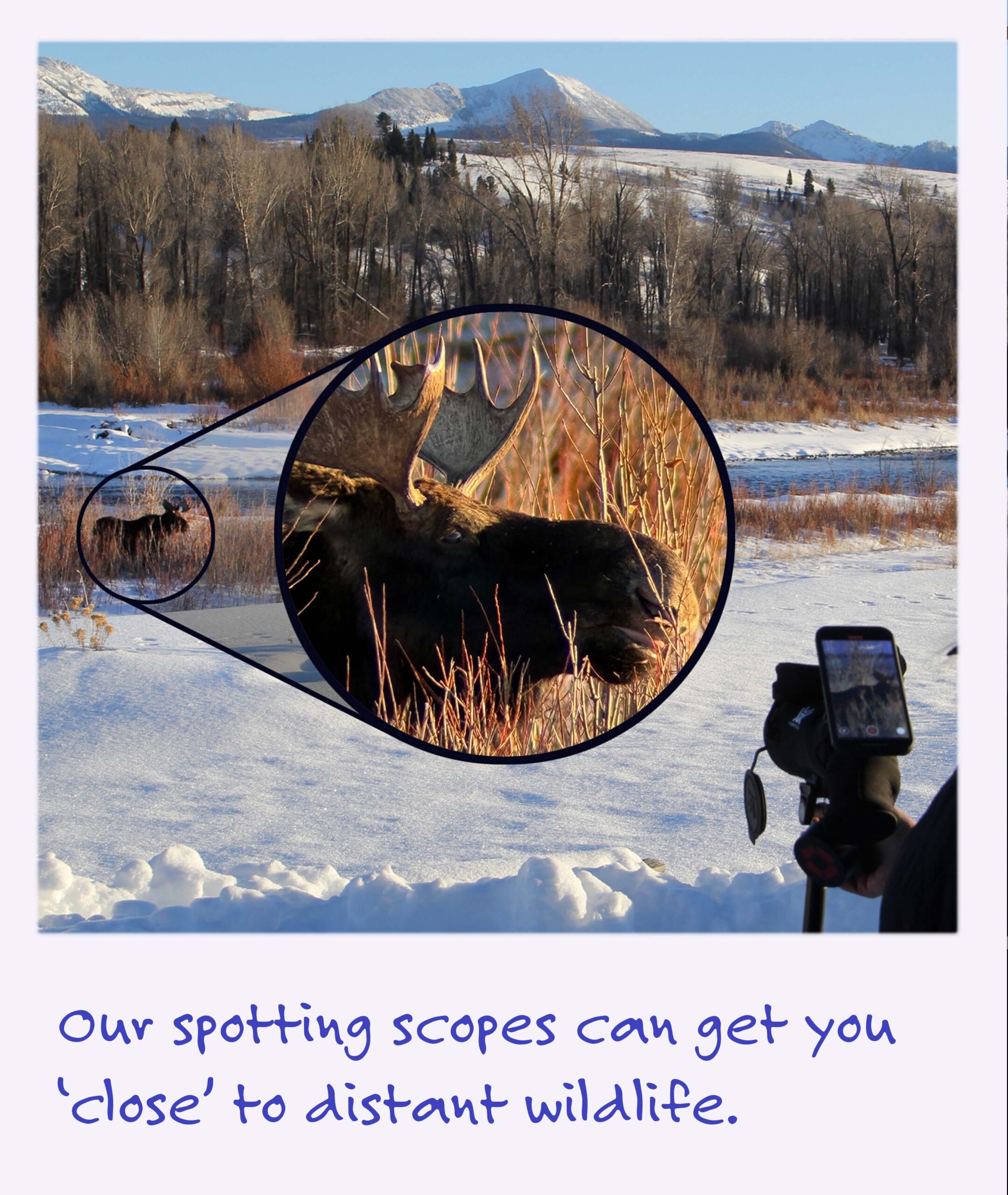 A polaroid image of a moose in a spotting scope with the caption: Our spotting scopes can get you close to distant wildlife.