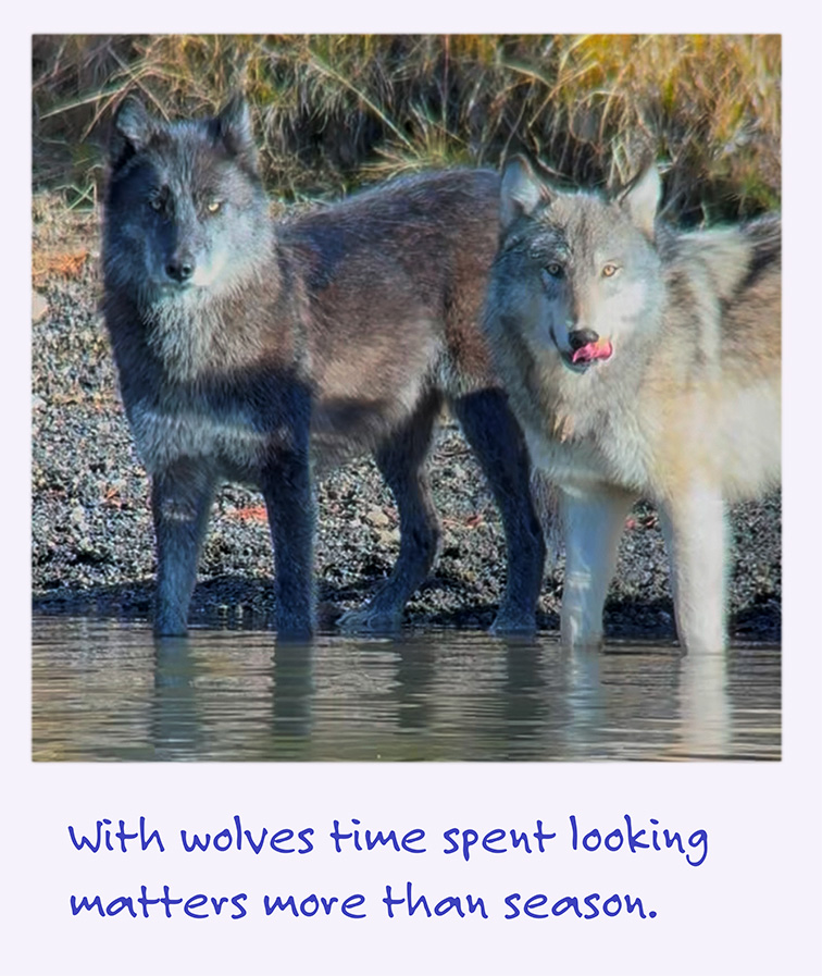 A polaroid image of two wolves with the caption: With wolves time spent looking matters more than season.